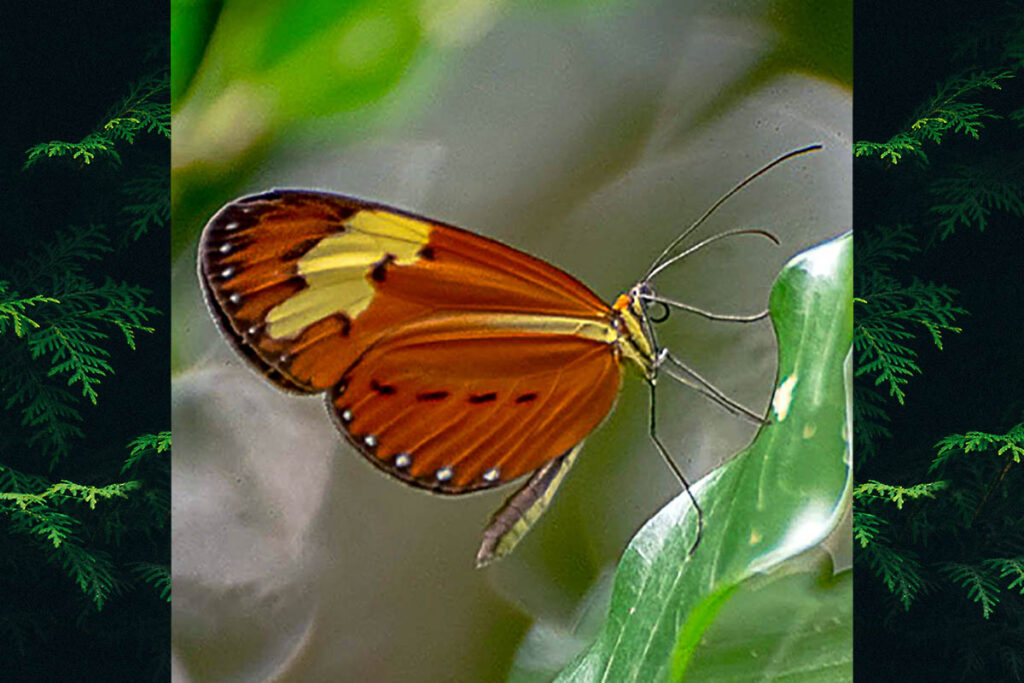 Sais rosalia brasiliensis