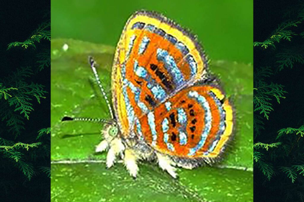 Sarota acantus