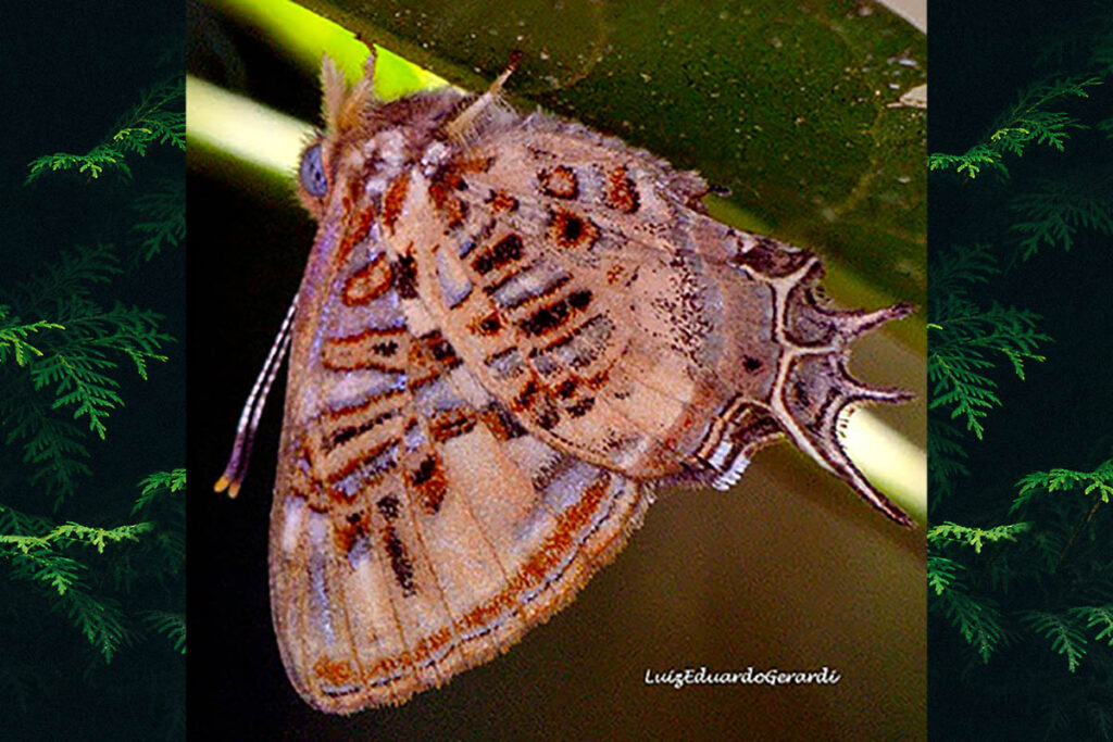 Sarota chrysus
