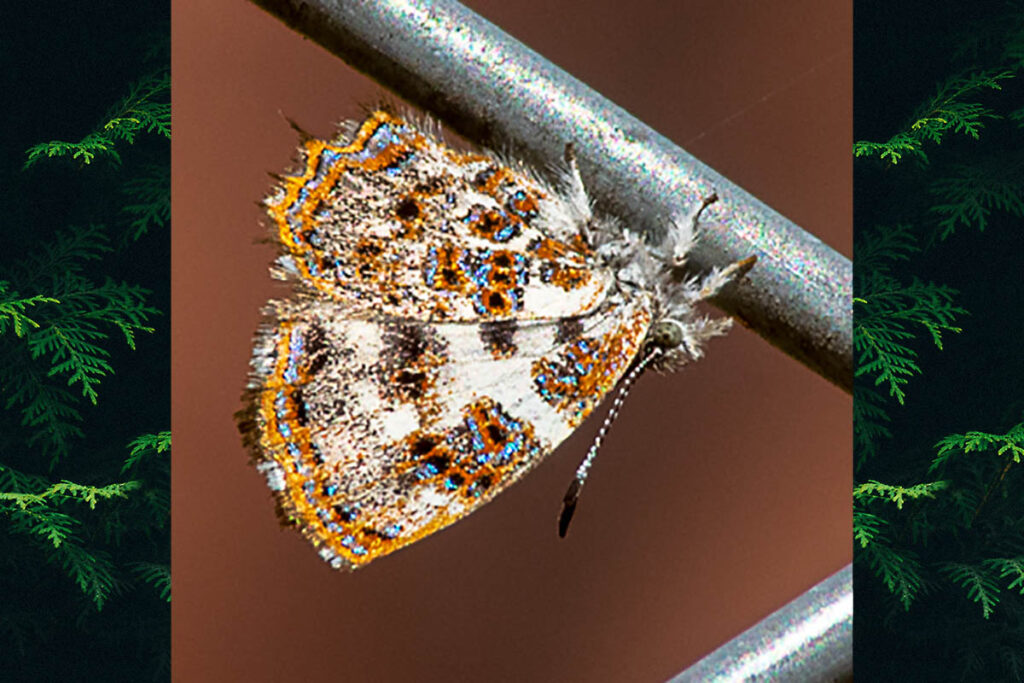 Sarota psaros psaronius