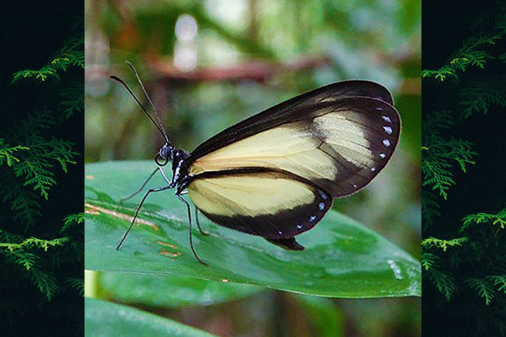 Scada karschina delicata