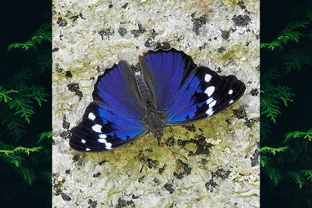 Sea sophronia
