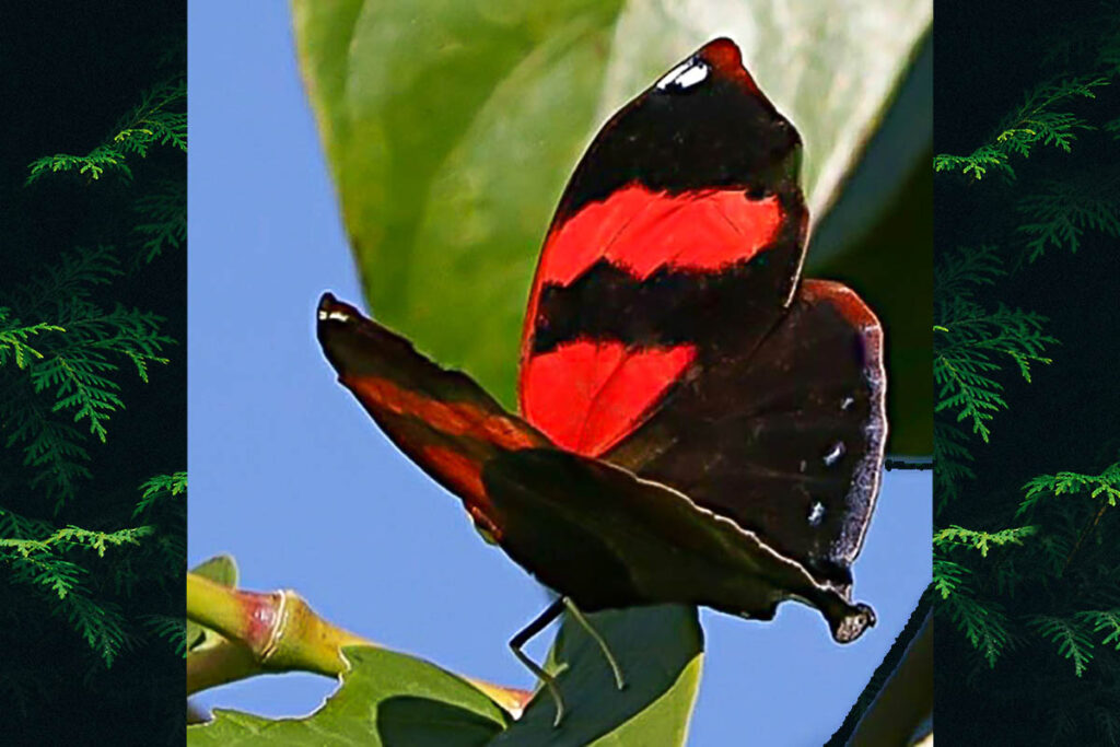 Siderone galanthis catarina