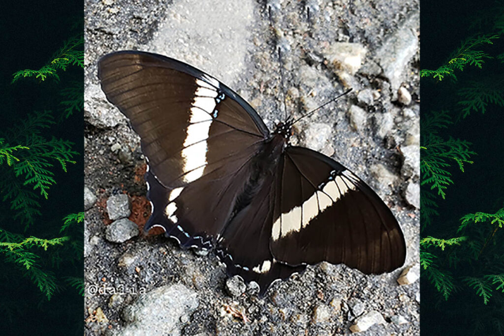 Siproeta epaphus trayja