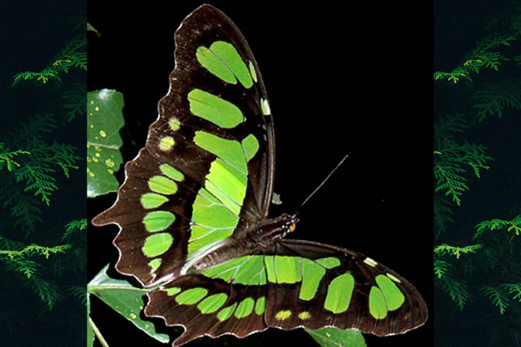 Siproeta stelenes meridionalis