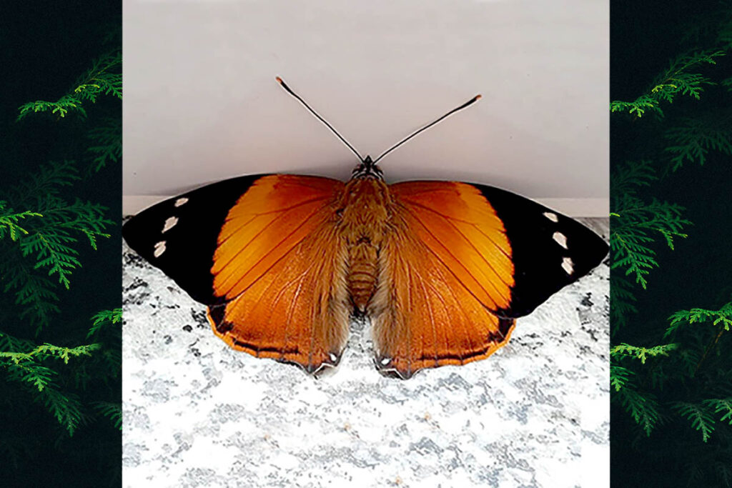 Smyrna blomfildia blomfildia