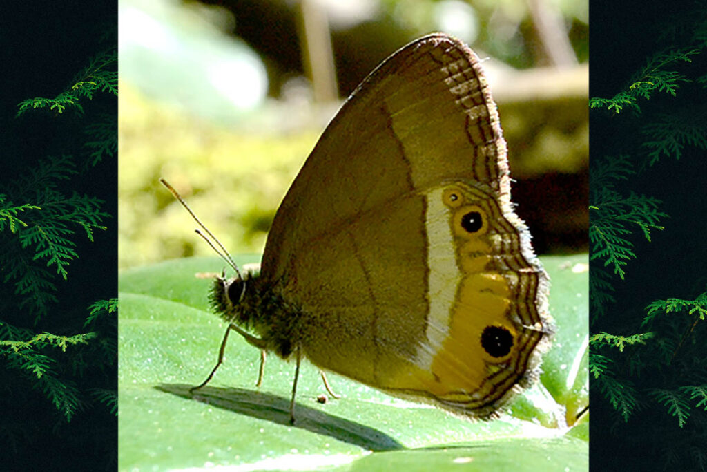 Splendeuptychia ambra