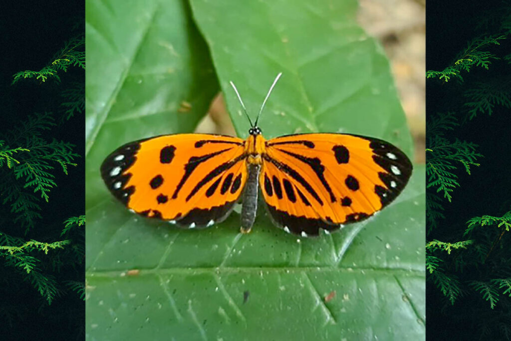 Stalachtis calliope calliope