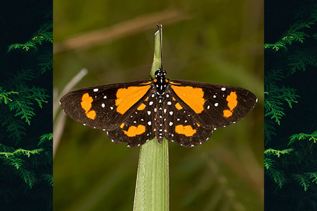 Stalachtis phlegia susanna
