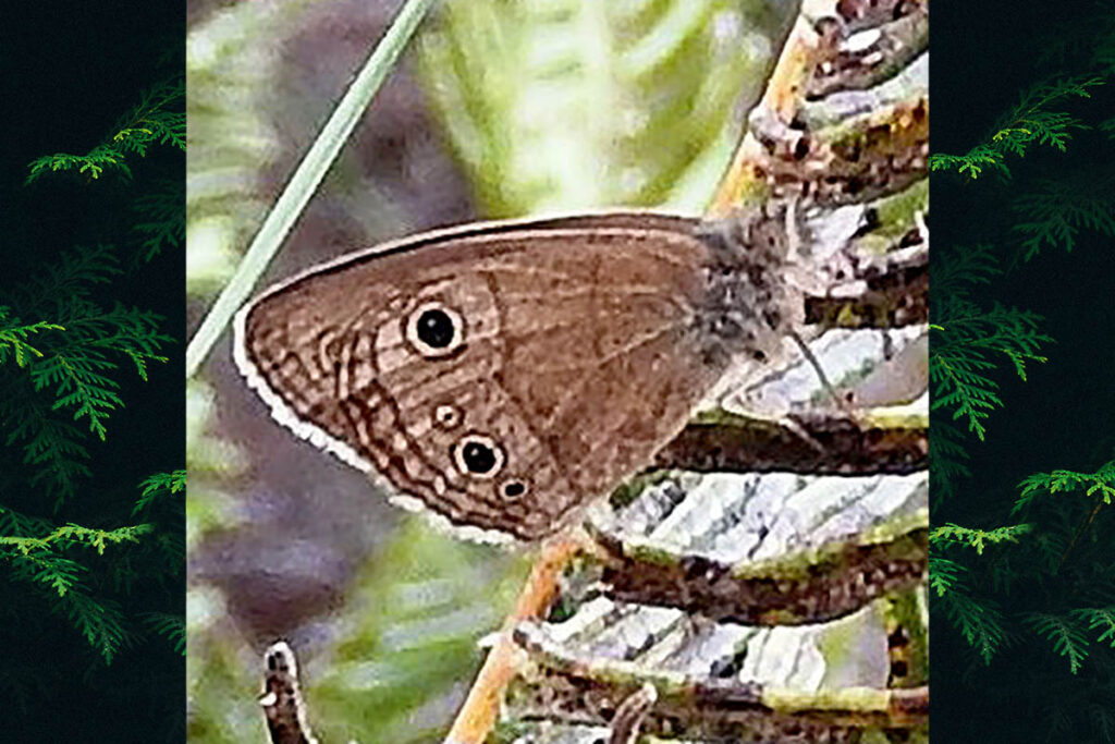 Stegosatyrus ocelloides
