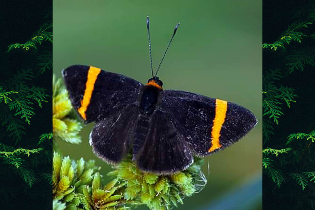 Stichelia bocchoris