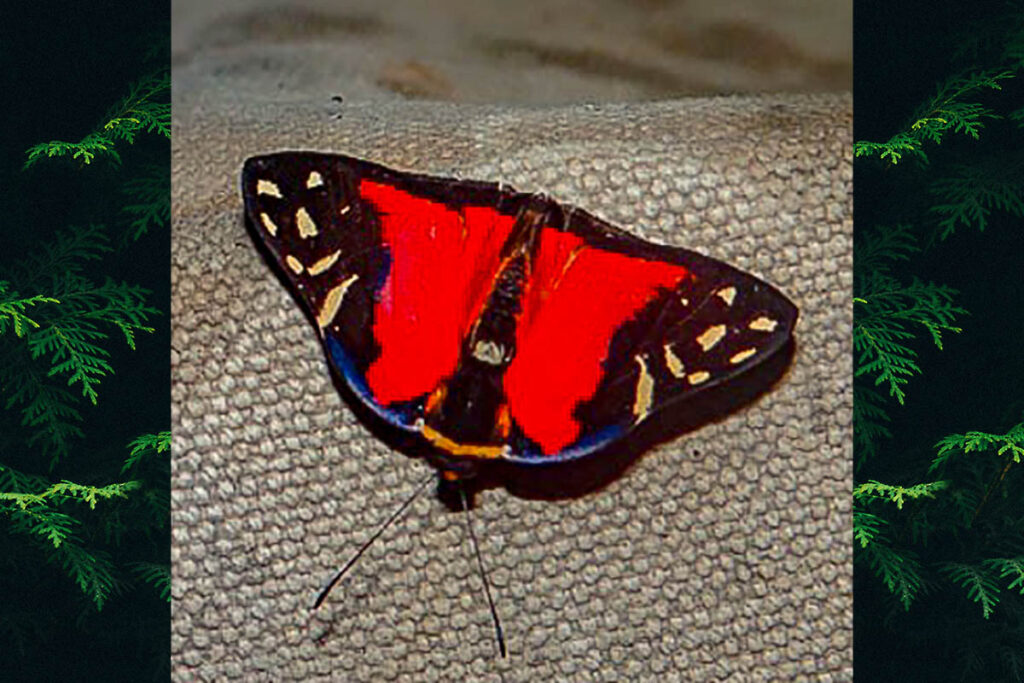 Symmachia menetas eurina