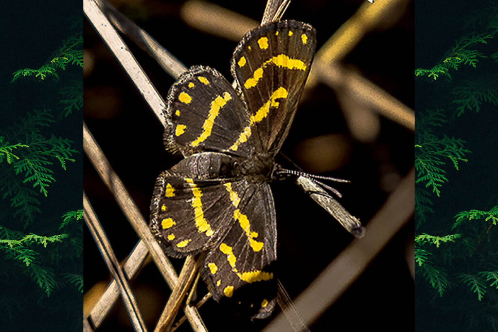Synargis bifasciata