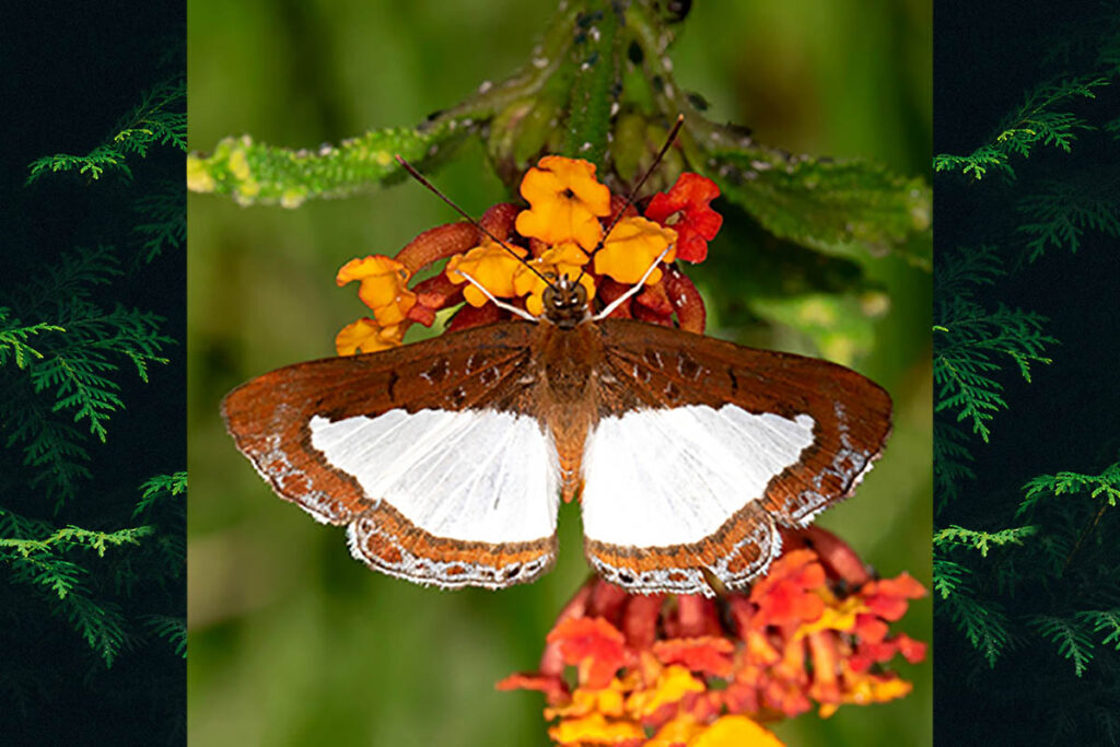 Synargis calyce