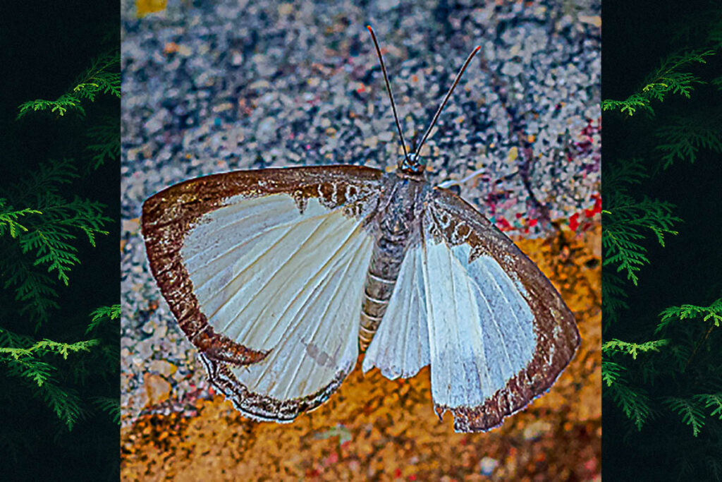 Synargis ethelinda