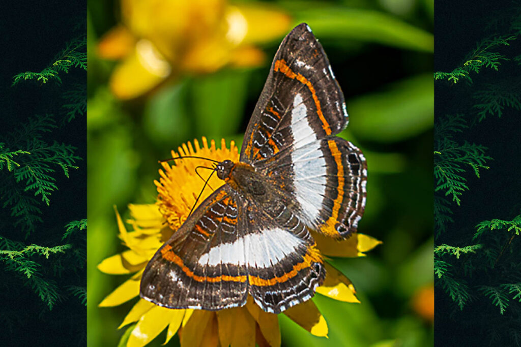 Synargis paulistina