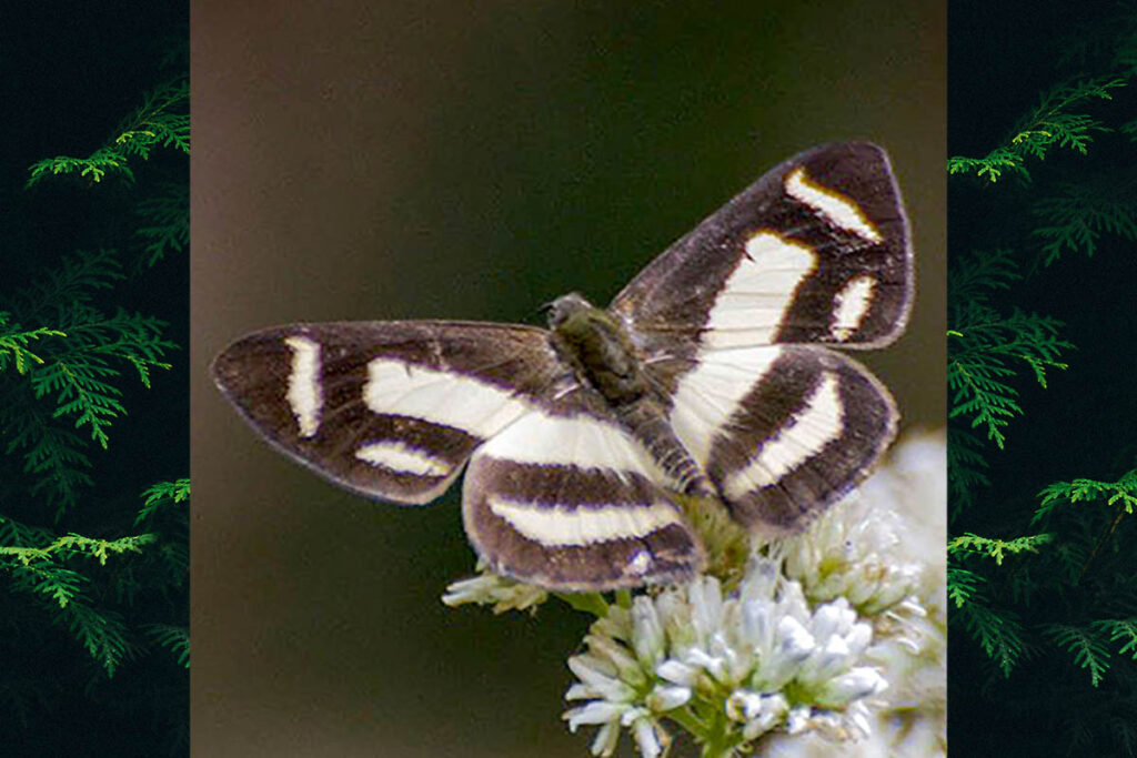Synargis regulus