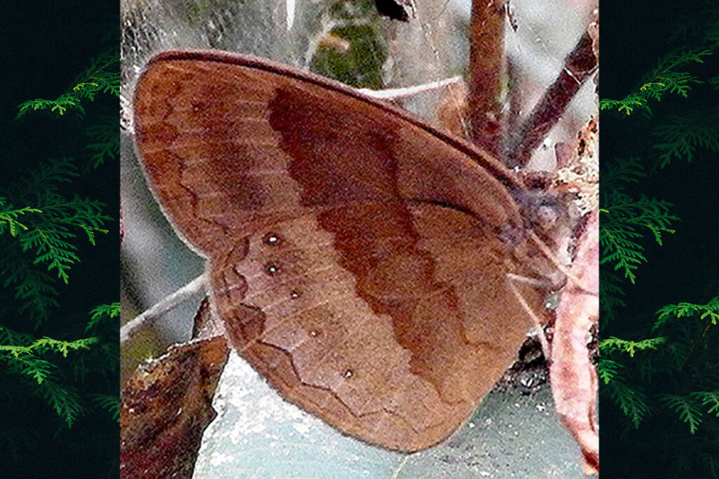 Taydebis melobosis