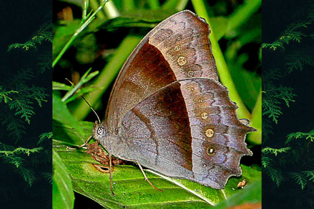 Taygetis laches marginata