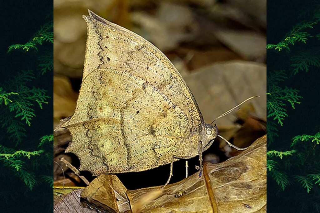 Taygetis larua
