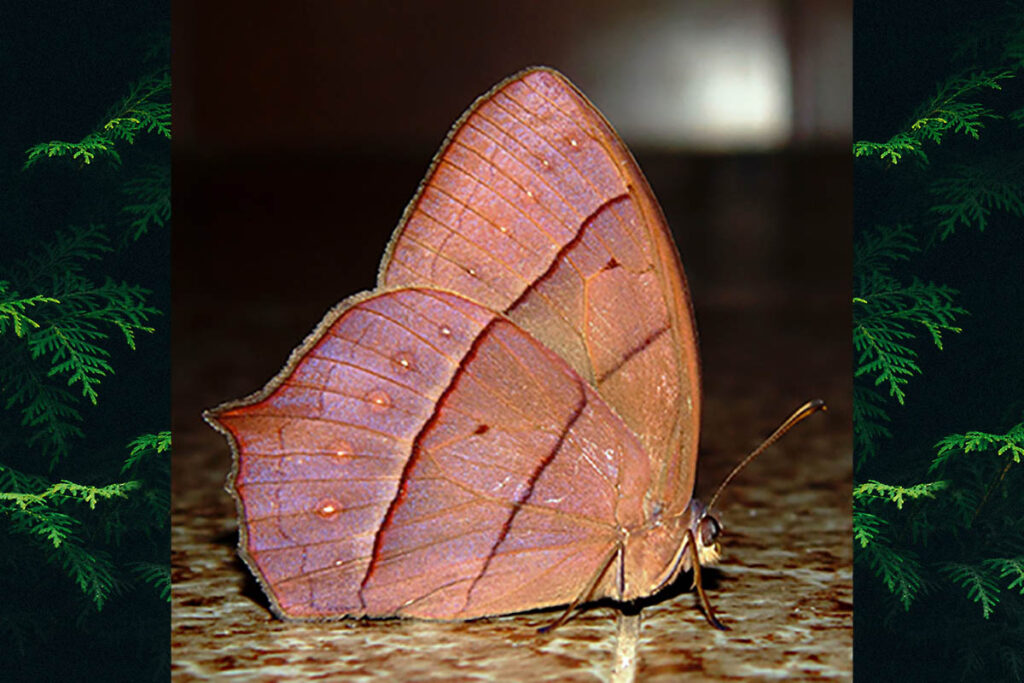 Taygetis rufomarginata rufomarginata