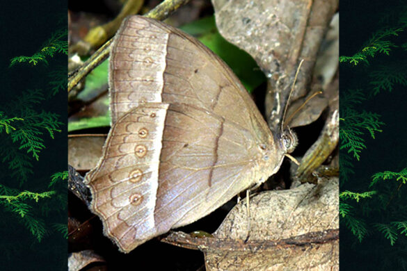 Taygetis tripunctata