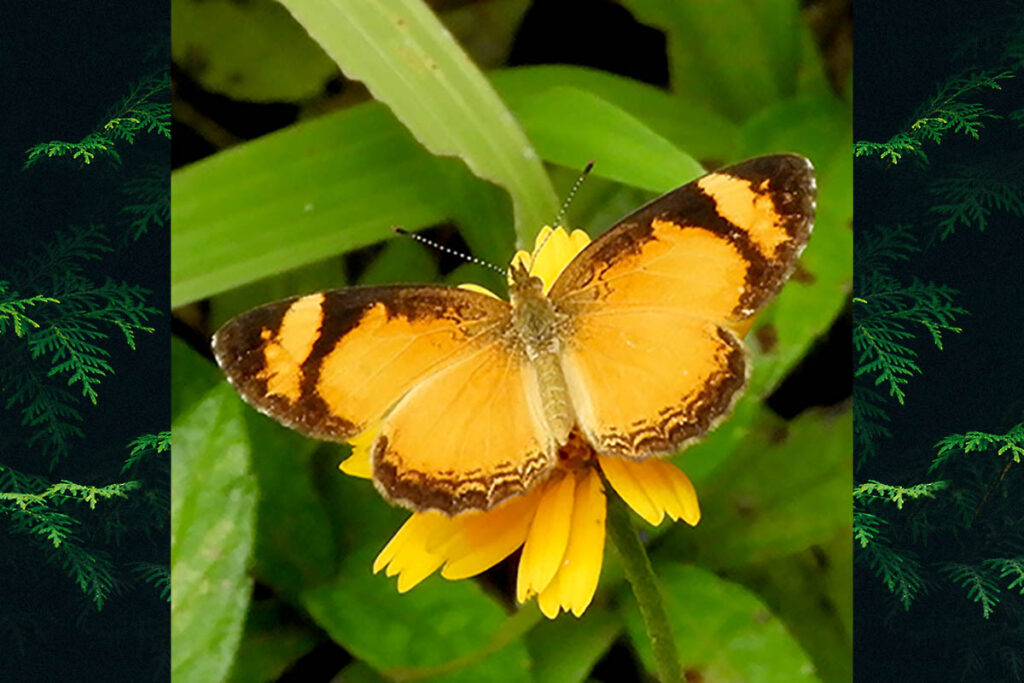 Tegosa claudina