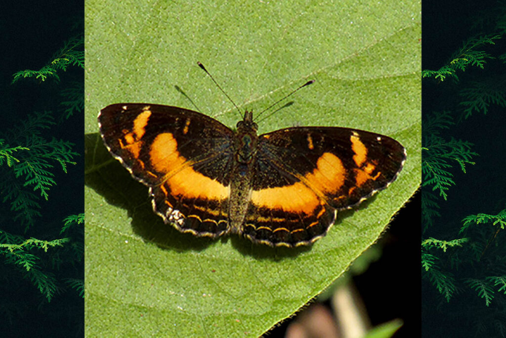 Telenassa teletusa teletusa