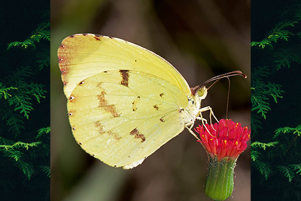 Teriocolias deva deva
