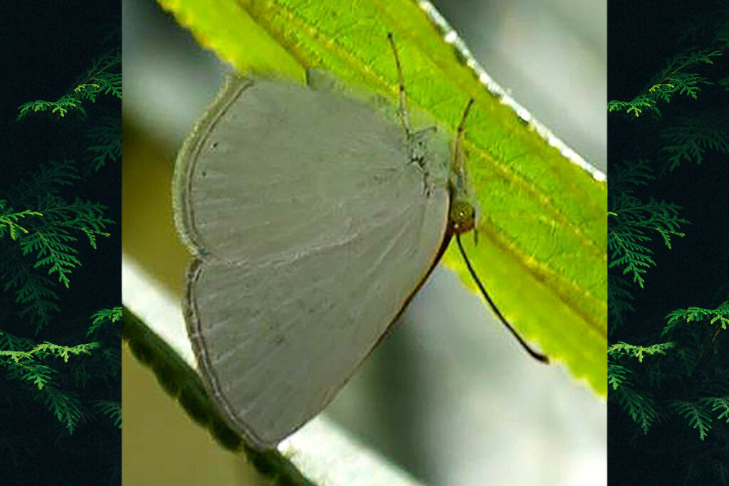 Theope lycaenina