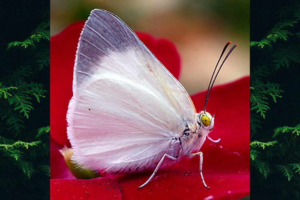 Theope pieridoides