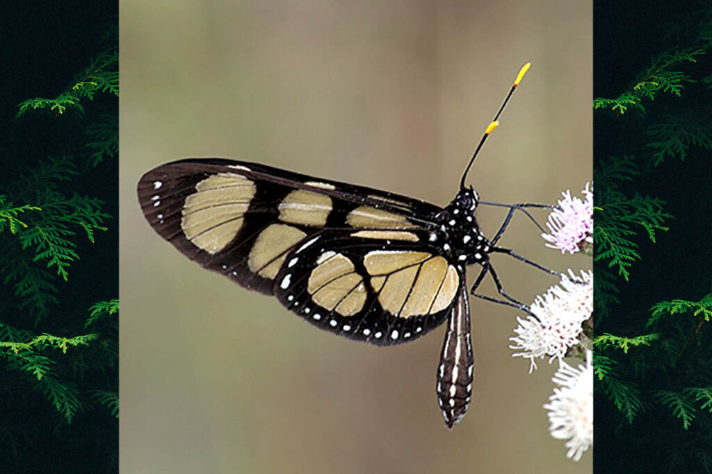 Thyridia psidii cetoides