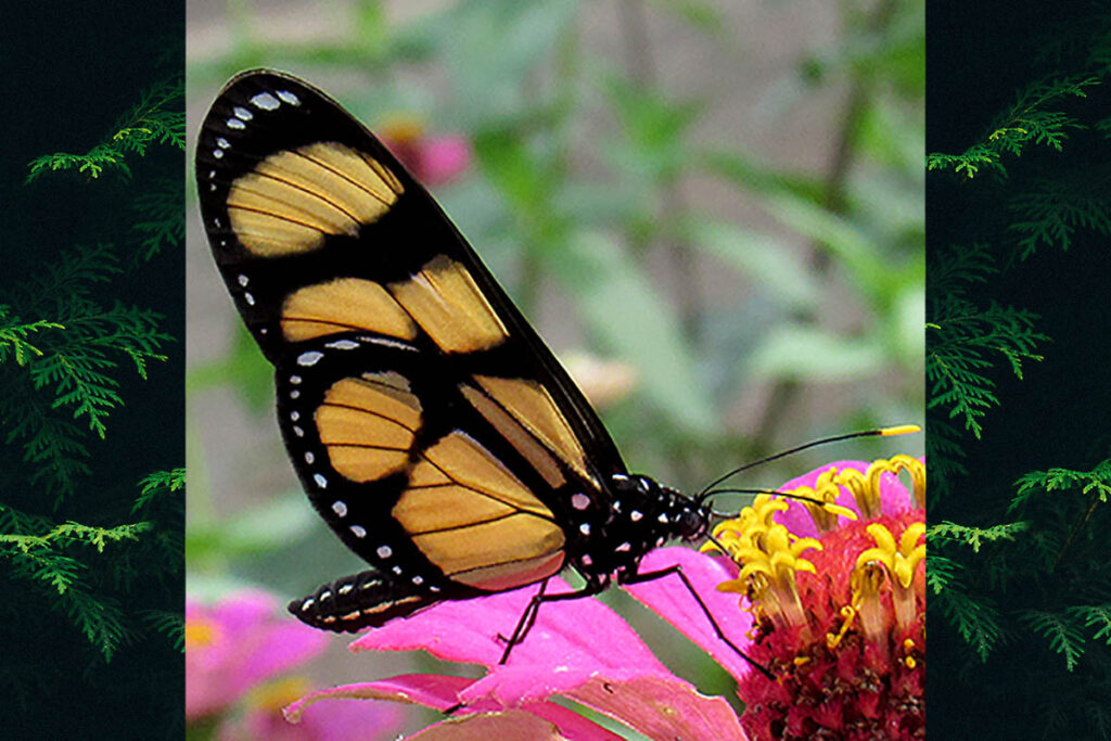 Thyridia psidii hippodamia