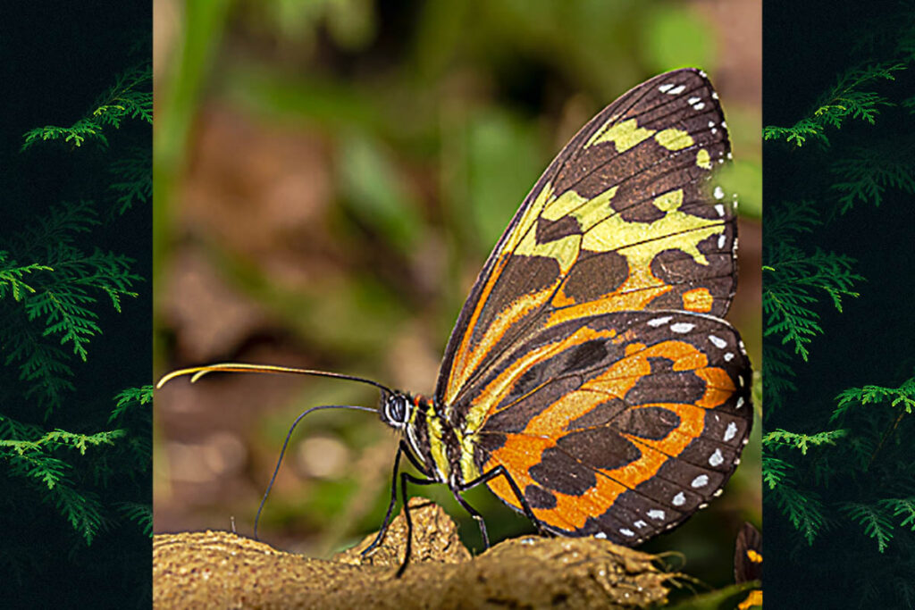 Tithorea harmonia caissara