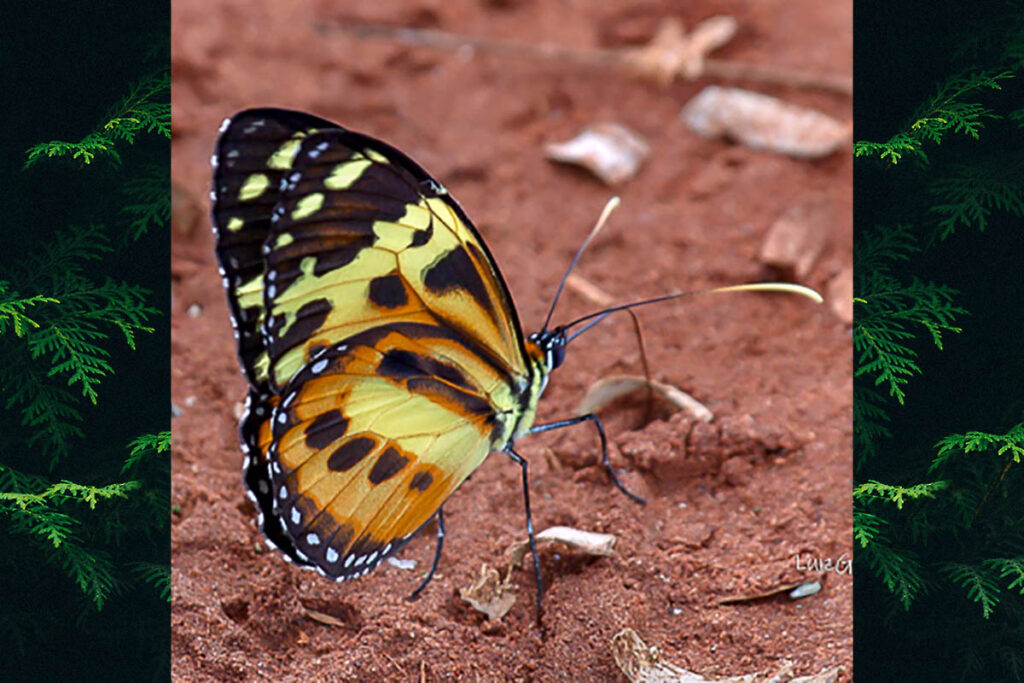 Tithorea harmonia pseudethra