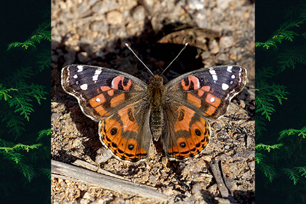 Vanessa braziliensis