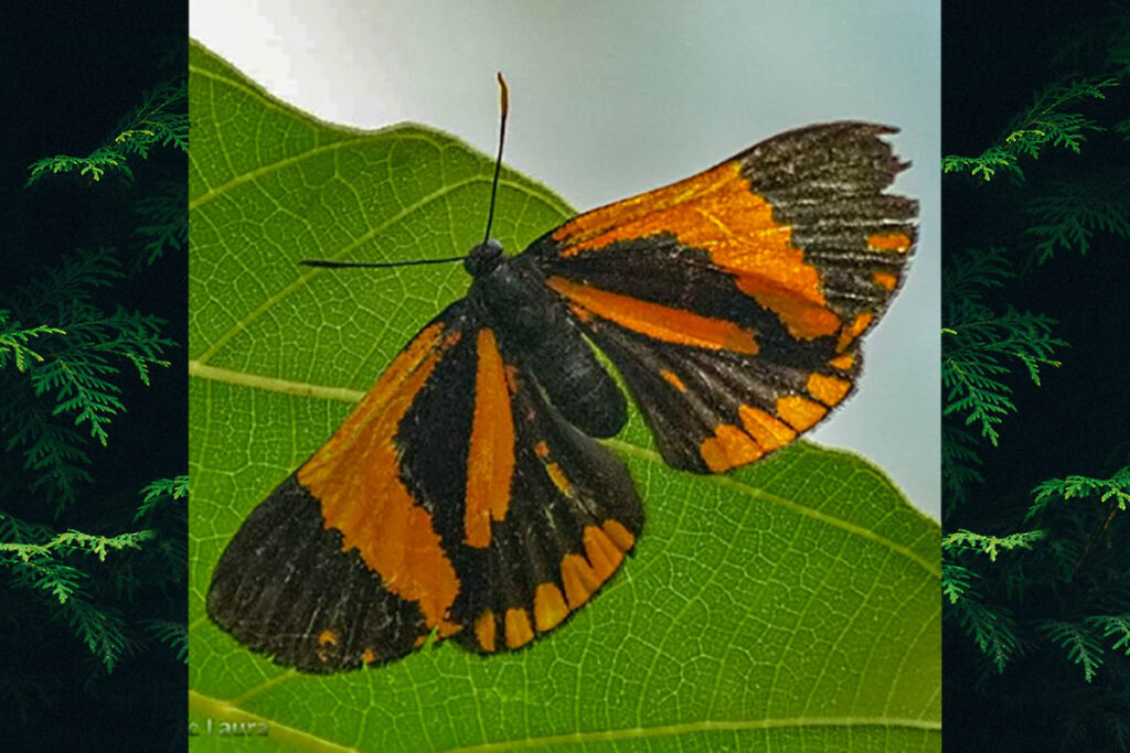 Xenandra agria