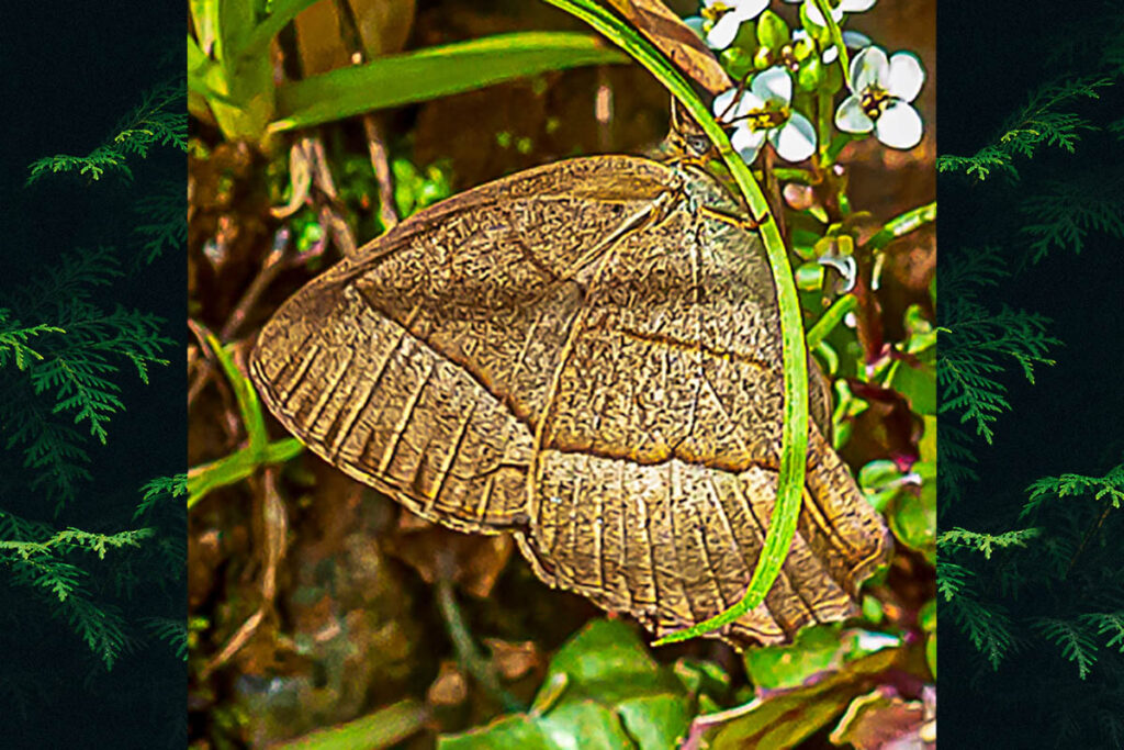 Yphthimoides borasta