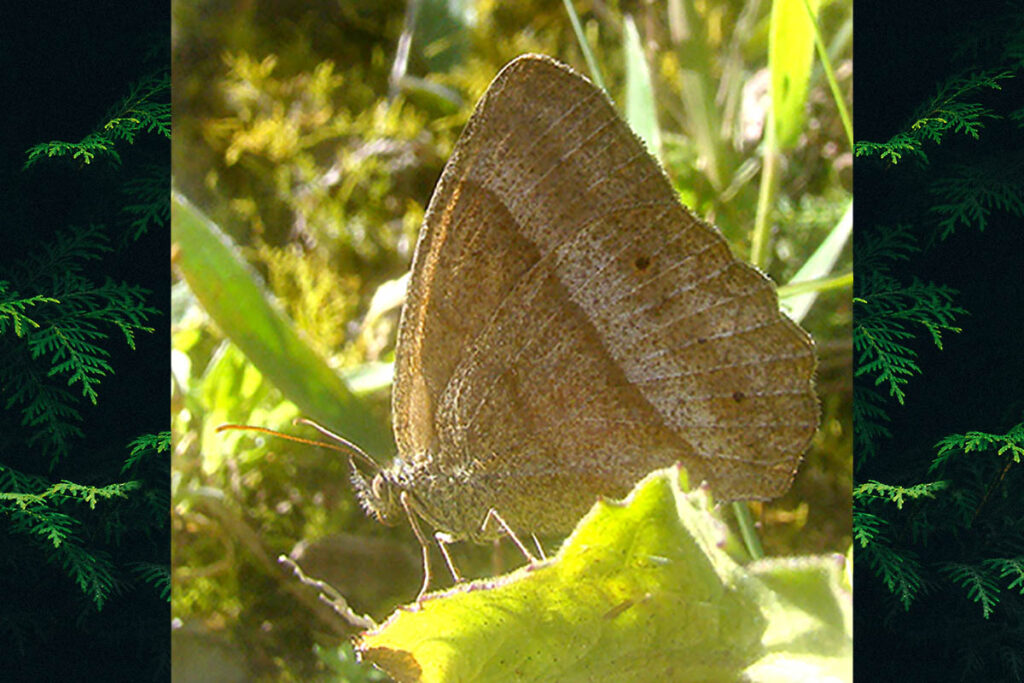Yphthimoides ochracea