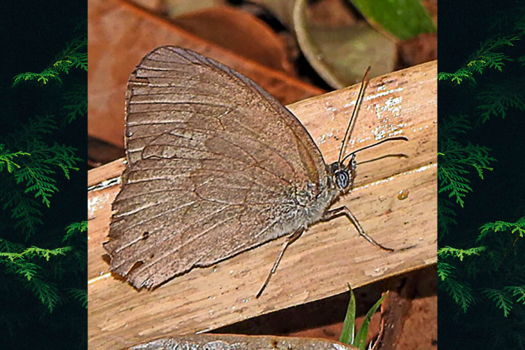 Yphthimoides ordinaria