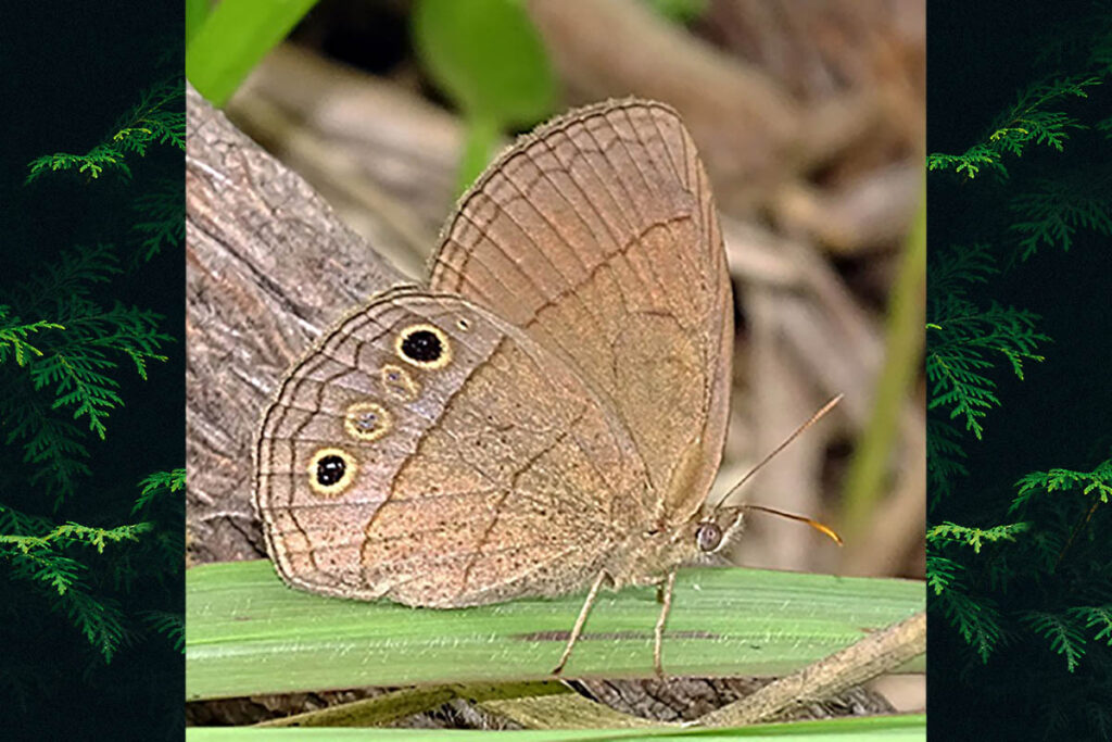 Yphthimoides pacta