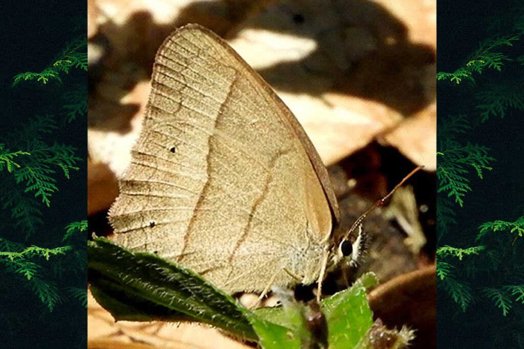 Yphthimoides renata