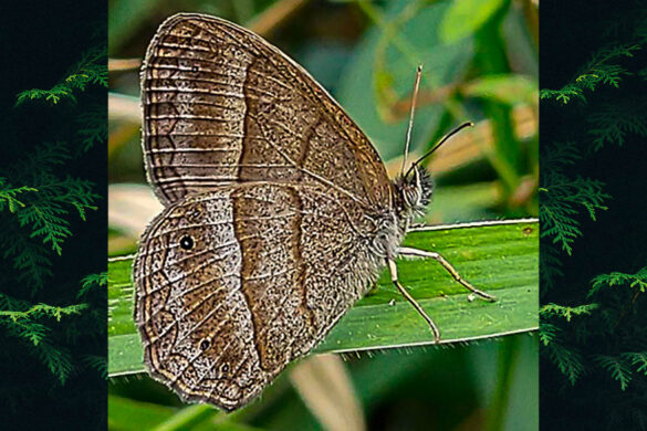 Yphthimoides straminea