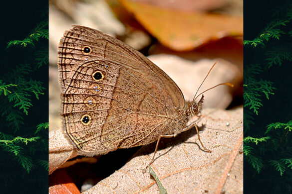 Yphthimoides yphthima