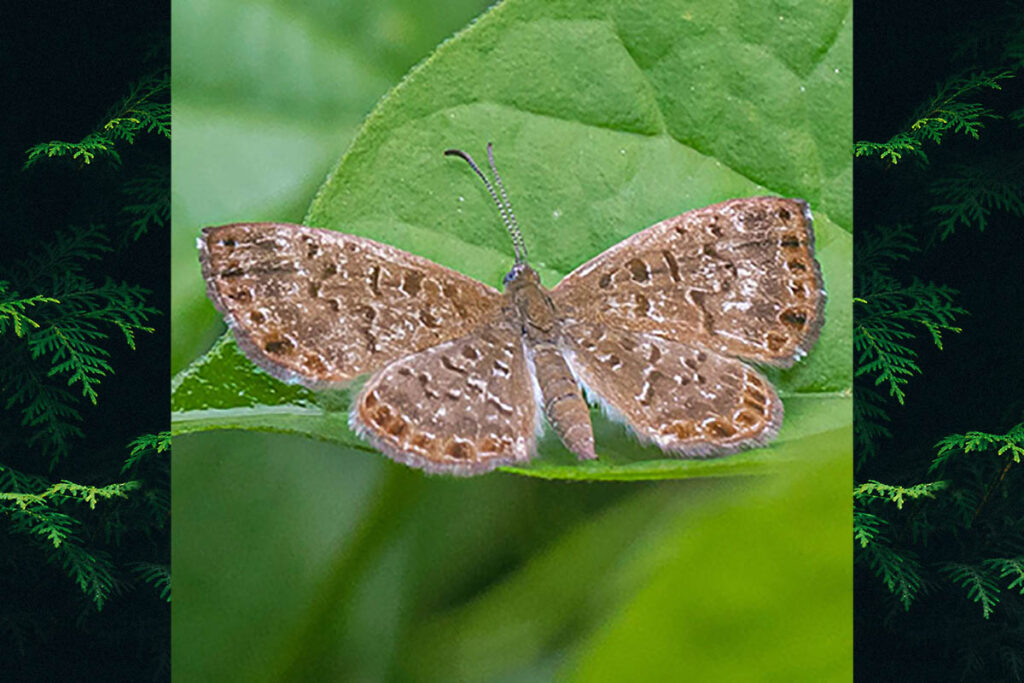 Zabuella argiella