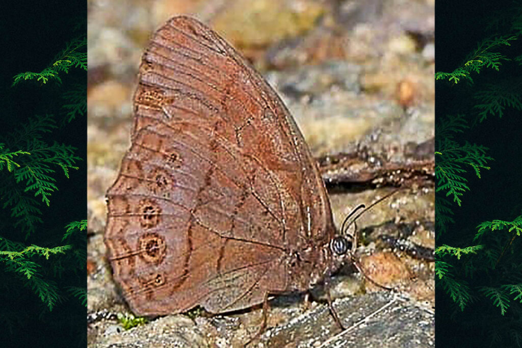 Zischkaia pacarus