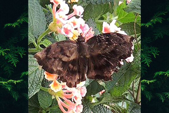 Achlyodes busirus heros