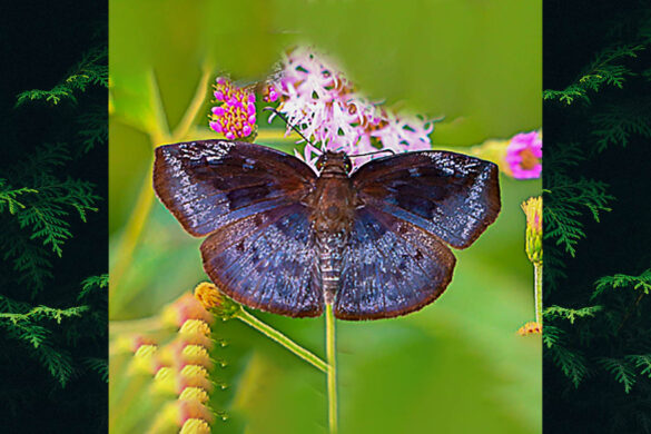 Anastrus meliboea meliboea