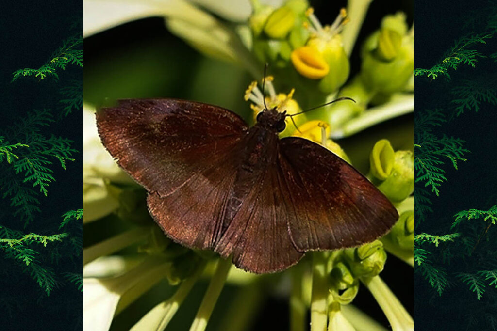 Anastrus naeris narva