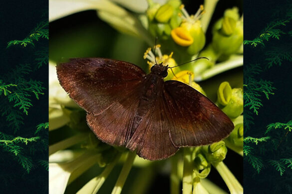 Anastrus naeris narva